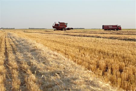 farm vehicle - Axial-Flow Combines Harvesting Wheat in Field, Starbuck, Manitoba, Canada Stock Photo - Rights-Managed, Code: 700-05973567