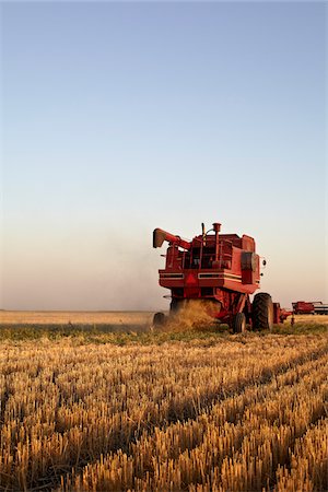 Axial-Flow Combines Harvesting Wheat in Field, Starbuck, Manitoba, Canada Foto de stock - Con derechos protegidos, Código: 700-05973573