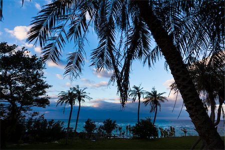 simsearch:700-05973997,k - Palmiers à l'aube, l'île de Tokunoshima, préfecture de Kagoshima, Japon Photographie de stock - Rights-Managed, Code: 700-05973999