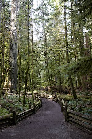 ron fehling - Walkway through Cathedral Grove, MacMillan Provincial Park, Vancouver Island, British Columbia, Canada Foto de stock - Con derechos protegidos, Código: 700-06025277