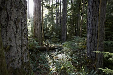 sun forest - Cathedral Grove, MacMillan Provincial Park, Vancouver Island, British Columbia, Canada Stock Photo - Rights-Managed, Code: 700-06025284