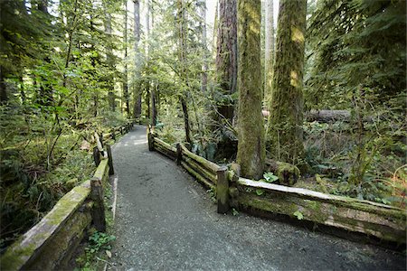 Walkway through Cathedral Grove, MacMillan Provincial Park, Vancouver Island, British Columbia, Canada Foto de stock - Con derechos protegidos, Código: 700-06025281