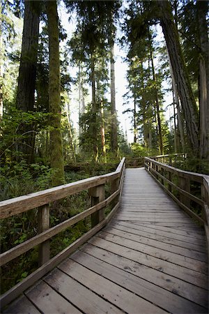 Walkway through Cathedral Grove, MacMillan Provincial Park, Vancouver Island, British Columbia, Canada Foto de stock - Con derechos protegidos, Código: 700-06025282