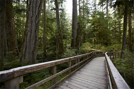 ron fehling - Walkway through Cathedral Grove, MacMillan Provincial Park, Vancouver Island, British Columbia, Canada Foto de stock - Con derechos protegidos, Código: 700-06025283