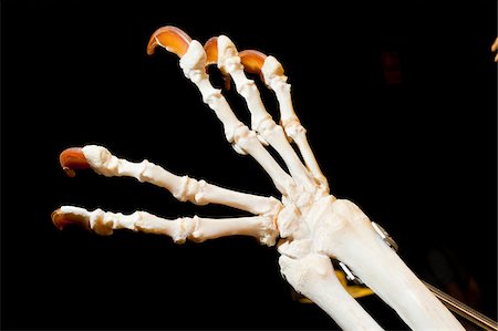 dead animal - Plastinated Skeleton of Bear Paw Stock Photo - Rights-Managed, Code: 700-06038084