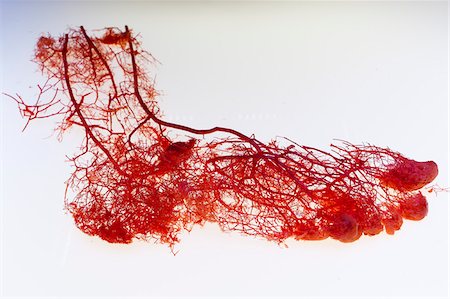 Plastinierte Arterien des menschlichen Fußes Stockbilder - Lizenzpflichtiges, Bildnummer: 700-06038088