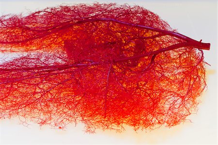 exhibición - Plastinated Arteries of Human Lower Limb Foto de stock - Con derechos protegidos, Código: 700-06038089