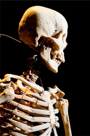 simsearch:700-06038080,k - Plastinated Human Skeleton Foto de stock - Con derechos protegidos, Código: 700-06038083