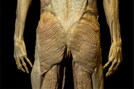 pictures of dried human bodies - Plastinated Specimen of Human Buttocks Stock Photo - Rights-Managed, Code: 700-06038094