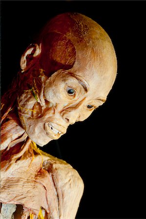 strange person - Portrait of Plastinated Human Stock Photo - Rights-Managed, Code: 700-06038096