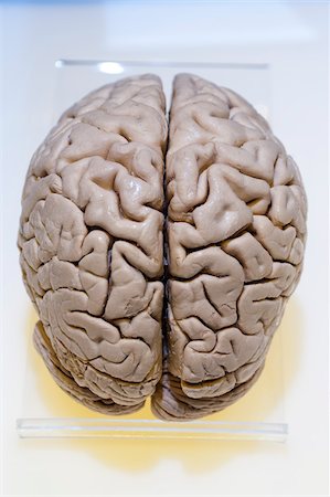 exhibición - Plastinated Specimen of Human Brain Foto de stock - Con derechos protegidos, Código: 700-06038092