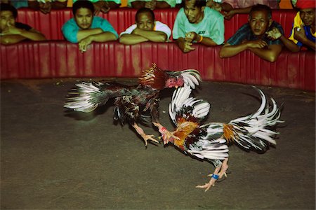 Spectateurs regardant le combat de coqs, Chumphon, Thaïlande Photographie de stock - Rights-Managed, Code: 700-06038118