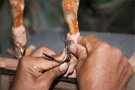 fastening - Metal Spur Being Attached to Gamecock's Leg Before Fight, Chumporn, Thailand Stock Photo - Rights-Managed, Code: 700-06038120