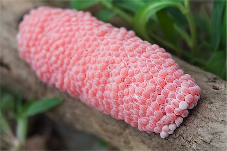 snail - Eggs of Channeled Apple Snail Foto de stock - Con derechos protegidos, Código: 700-06038121