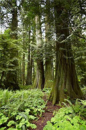 Forêt, le Parc Provincial MacMillan, l'île de Vancouver, en Colombie-Britannique, Canada Photographie de stock - Rights-Managed, Code: 700-06038130