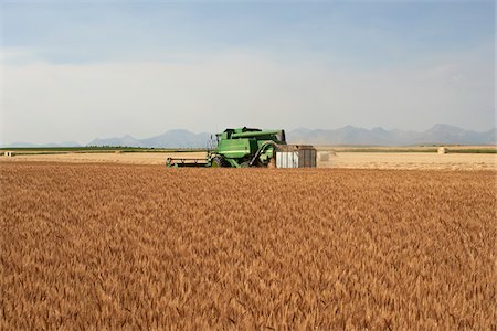 simsearch:600-05973388,k - Wheat Combine Harvesting Crop in Field, Pincher Creek, Alberta, Canada Foto de stock - Con derechos protegidos, Código: 700-06038205