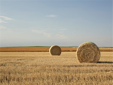 Heuballen in teilweise geernteten Prairie Weizenfeld, Pincher Creek, Alberta, Kanada Stockbilder - Lizenzpflichtiges, Bildnummer: 700-06038201