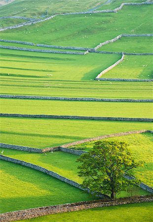 Oak Tree and Drystone Walls, Yorkshire Dales National Park, Yorkshire, England Stock Photo - Rights-Managed, Code: 700-06059807