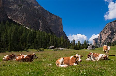 five animals - Cows Resting, Val Gardena, South Tyrol, Trentino Alto Adige, Italy Stock Photo - Rights-Managed, Code: 700-06109497