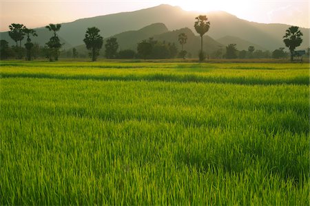 paddy field sunset - Rice Fields, Sukhothai Province, Thailand Stock Photo - Rights-Managed, Code: 700-06119546