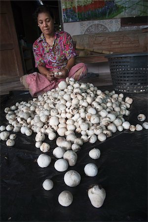 Woman Cleaning Straw Mushrooms, Lung Suan, Chumporn, Thailand Stock Photo - Rights-Managed, Code: 700-06119548