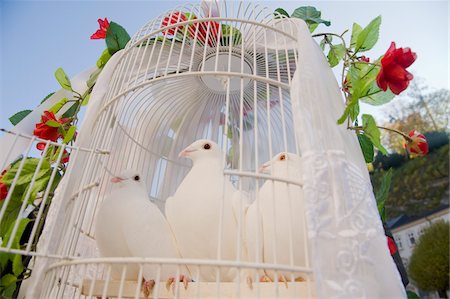 enjaulado - White Wedding Doves in Birdcge Foto de stock - Con derechos protegidos, Código: 700-06119570