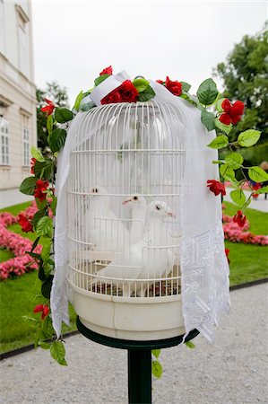 Colombes blanches de mariage dans la cage d'oiseau Photographie de stock - Rights-Managed, Code: 700-06119572