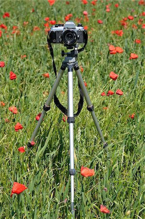 spiegelreflexkamera - Kamera auf Stativ in Mohn-Feld Stockbilder - Lizenzpflichtiges, Bildnummer: 700-06119772