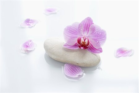 purple flowers on white background - Orchid and Smooth Stone Surrounded by Flower Petals Stock Photo - Rights-Managed, Code: 700-06302277