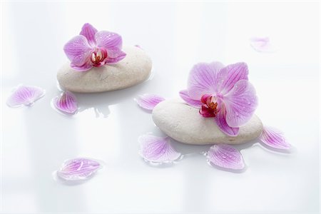 purple flowers on white background - Orchids on Smooth Stones and Flower Petals Stock Photo - Rights-Managed, Code: 700-06302279