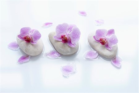 flowers on white stone - Orchids on Smooth Stones Stock Photo - Rights-Managed, Code: 700-06302280