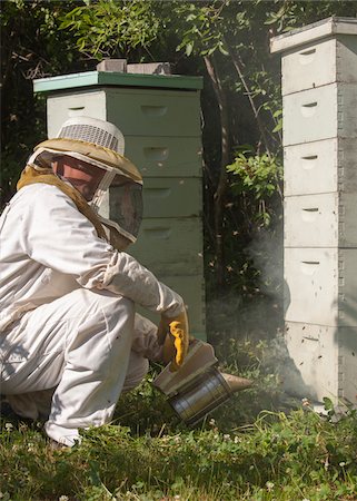 simsearch:700-06383084,k - Beekeeper with Smoker Stock Photo - Rights-Managed, Code: 700-06334455