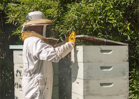 Beekeeper Opening Hive Stock Photo - Rights-Managed, Code: 700-06334456