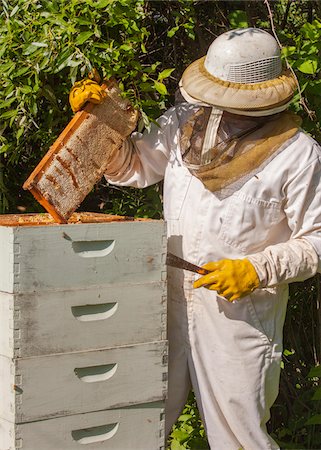 Beekeeper Removing Frame from Hive Foto de stock - Con derechos protegidos, Código: 700-06334457