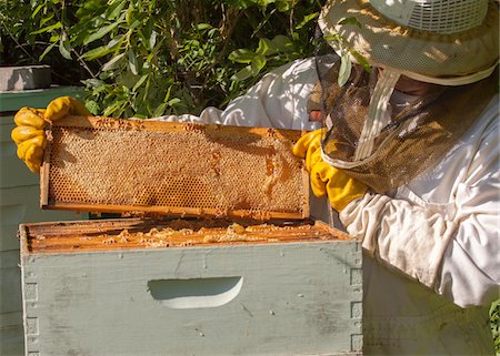 Apiculteur enlevant cadre de ruche Photographie de stock - Rights-Managed, Code: 700-06334458