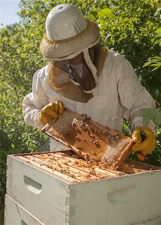 recuperatore - Beekeeper Removing Frame from Hive Fotografie stock - Rights-Managed, Codice: 700-06334459