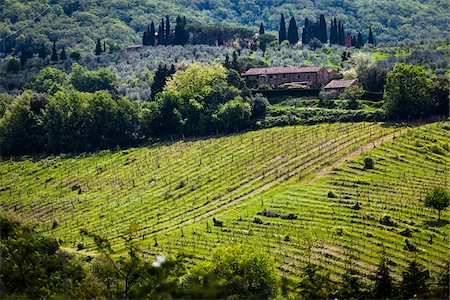 région vinicole du chianti - Vue d'ensemble des vignobles, Chianti, Toscane, Italie Photographie de stock - Rights-Managed, Code: 700-06367844