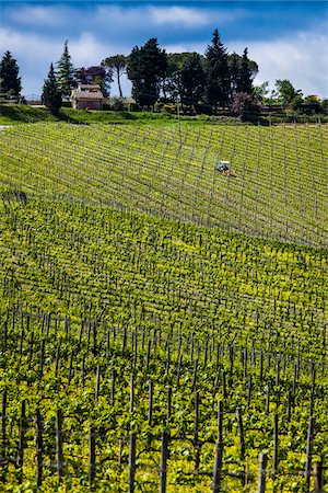 región vinícola - Vineyard, Chianti, Tuscany, Italy Foto de stock - Con derechos protegidos, Código: 700-06367845