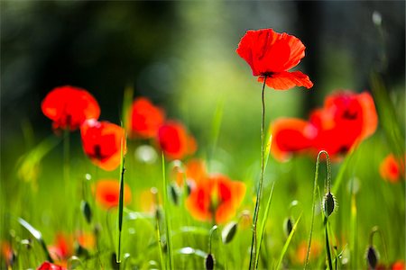 Gros plan des coquelicots, Chianti, Toscane, Italie Photographie de stock - Rights-Managed, Code: 700-06367846