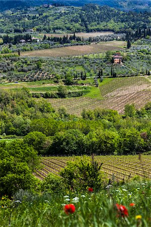 Greve in Chianti, Chianti, Tuscany, Italy Stock Photo - Rights-Managed, Code: 700-06367847