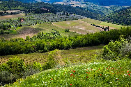 Greve in Chianti, Chianti, Tuscany, Italy Stock Photo - Rights-Managed, Code: 700-06367848