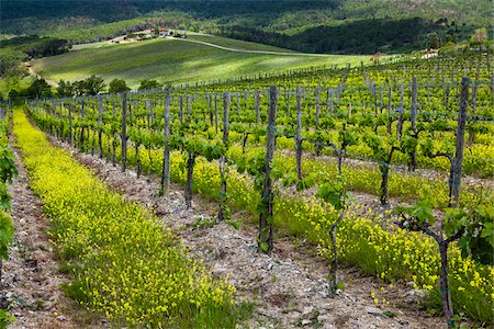 rolling hills crops - Vineyard, Chianti, Tuscany, Italy Stock Photo - Rights-Managed, Code: 700-06367840