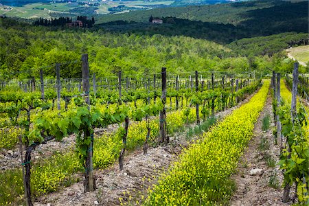 región vinícola del chianti - Vineyard, Chianti, Tuscany, Italy Foto de stock - Con derechos protegidos, Código: 700-06367841