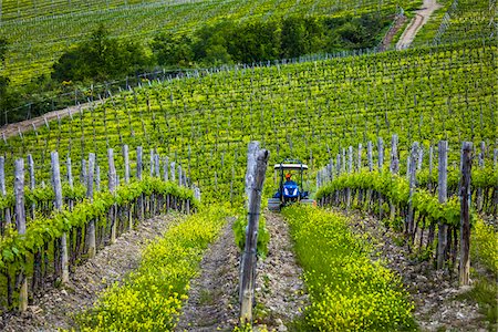 Vineyard, Chianti, Tuscany, Italy Fotografie stock - Rights-Managed, Codice: 700-06367843