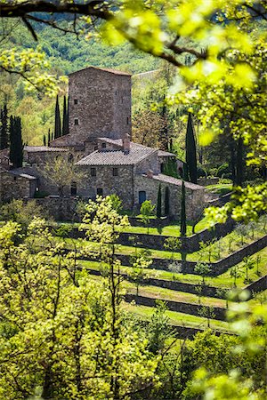 european cypress tree - House, Chianti, Tuscany, Italy Stock Photo - Rights-Managed, Code: 700-06367856