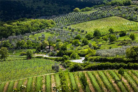 Overview of Vineyards, Greve in Chianti, Chianti, Tuscany, Italy Foto de stock - Con derechos protegidos, Código: 700-06367850