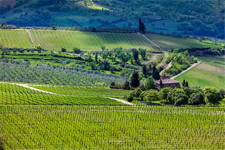 région viticole - Panzano in Chianti, Chianti, Toscane, Italie Photographie de stock - Rights-Managed, Code: 700-06367852