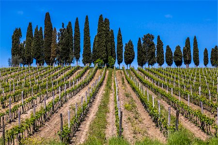 Vignobles, Lilliano, Chianti, Toscane, Italie Photographie de stock - Rights-Managed, Code: 700-06367869