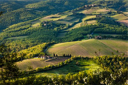 Farmland, Radda in Chianti, Tuscany, Italy Stock Photo - Rights-Managed, Code: 700-06367879