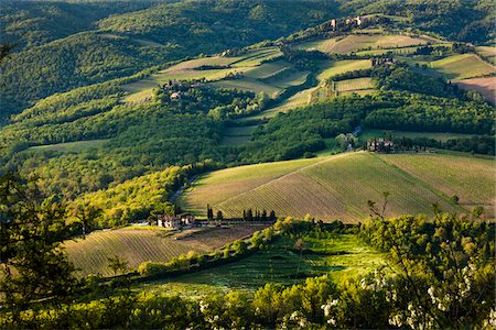 pic of vineyards in italy - Farmland, Radda in Chianti, Tuscany, Italy Stock Photo - Rights-Managed, Code: 700-06367879